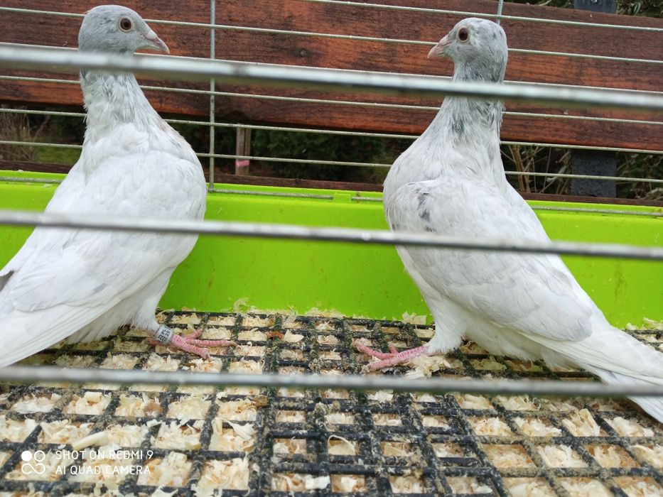 Gołębie pocztowe