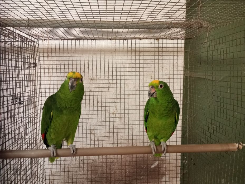 Casal amazonas ochrocephalo