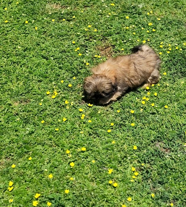 Shih-tzu - piesek