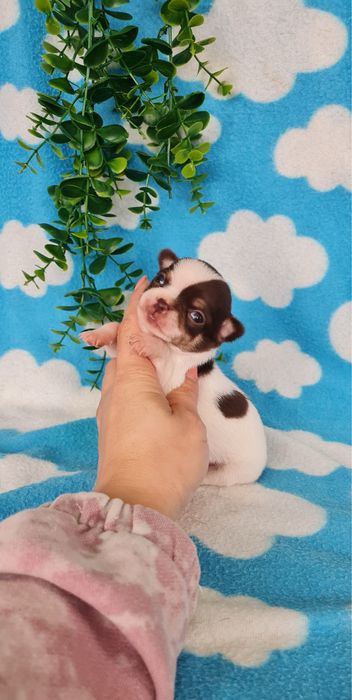 Estupenda mini menina Chihuahua/Chiuaua de Qualidade, Linhagem Russa