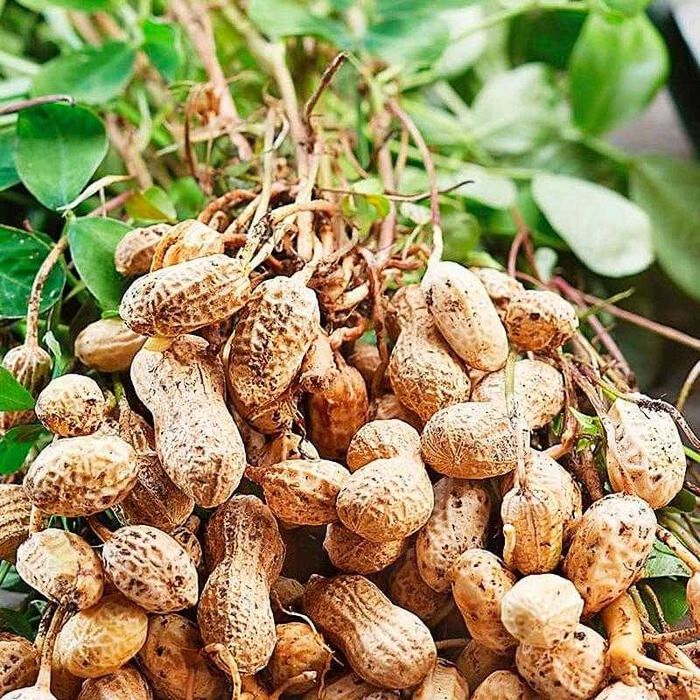 Насіння Арахіс Валенсія