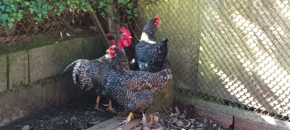 Ovos  de galinhas de raça