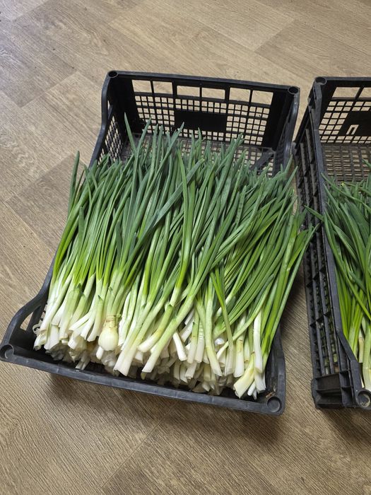 Зелена цибуля, перо.