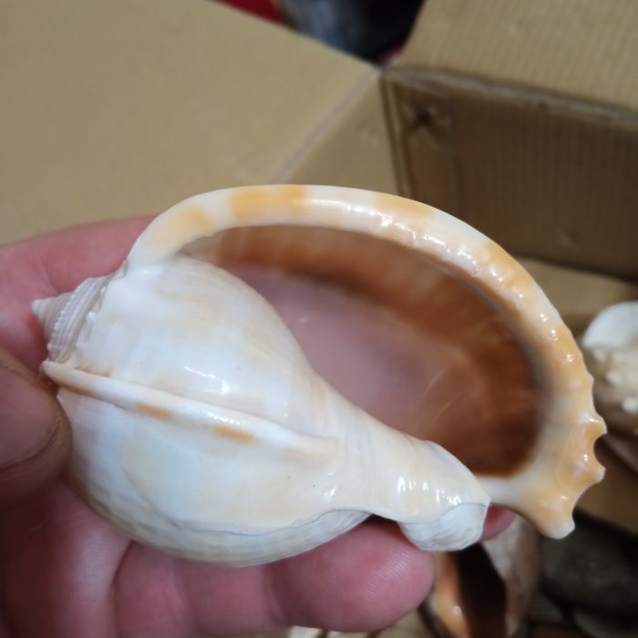 Ракушки для аквариума,звёзды, конек,кораллы