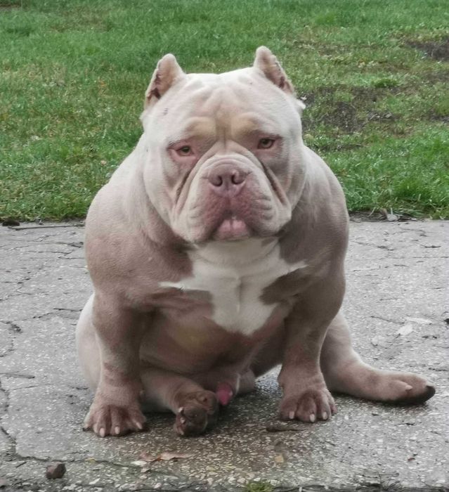 American Bully Pocket ABKC  Lilac and Tan Top Pedigree