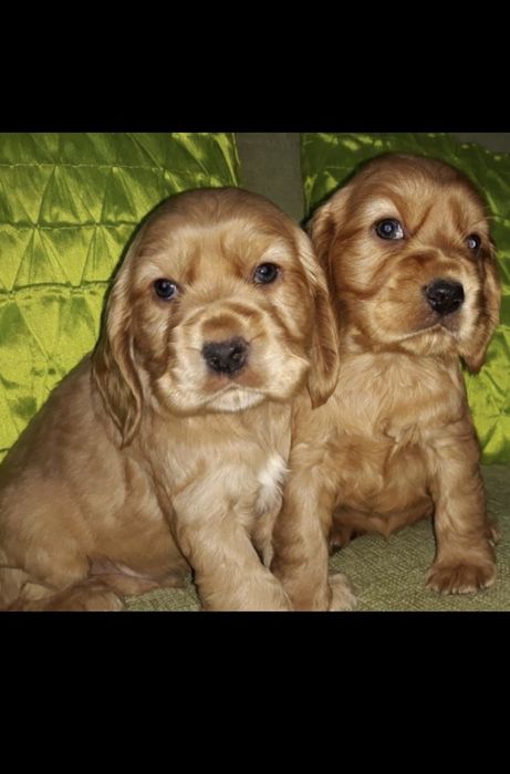 Руді кокери – поєднання краси та розуму