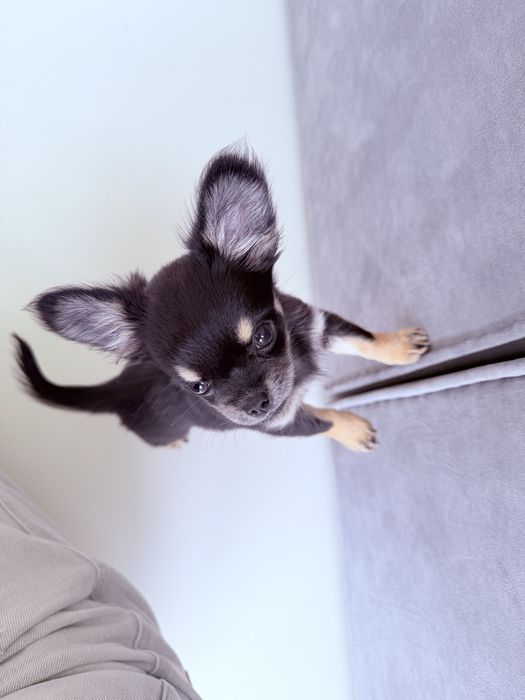 Suczka rasy Chihuahua