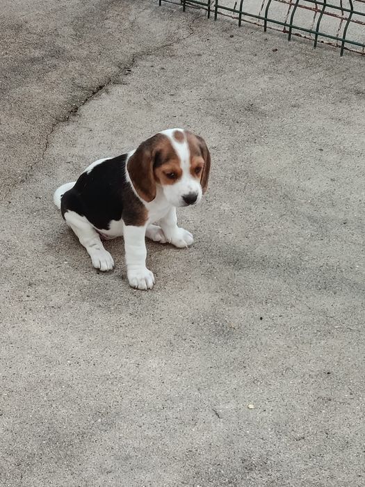 Beagle disponível