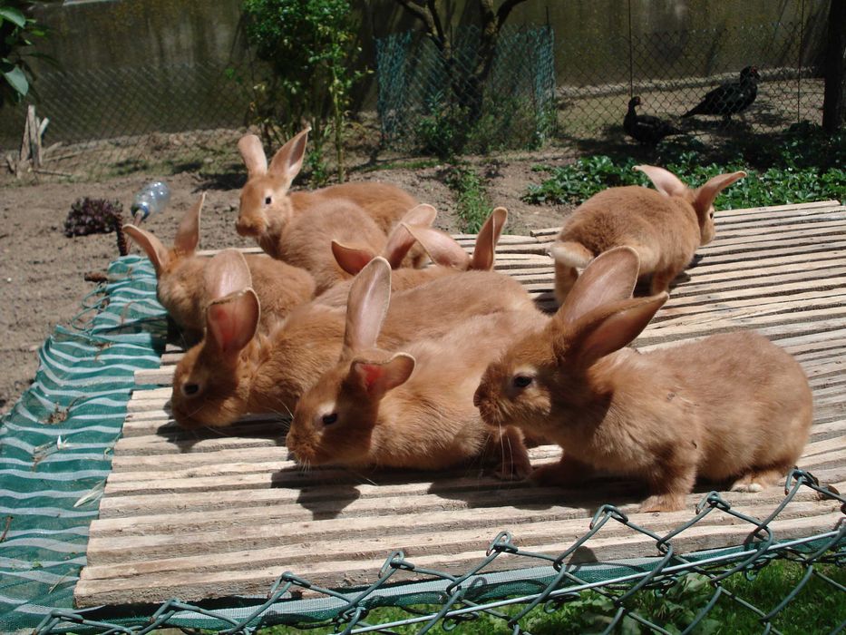Coelhos Leonardo Borgonha e cruzados gigantes de Flandres