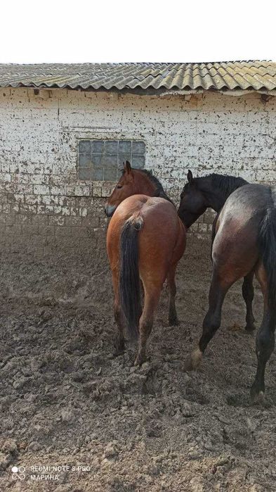 Коні  та  лошата