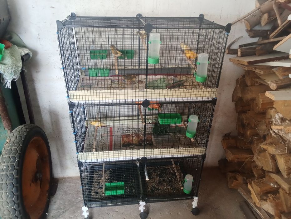 Vendo canários mais gaiolas
