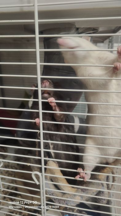 Sprzedam szczurki z klatka