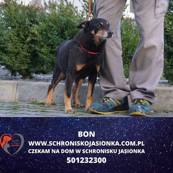 BON do adopcji – Schronisko Jasionka