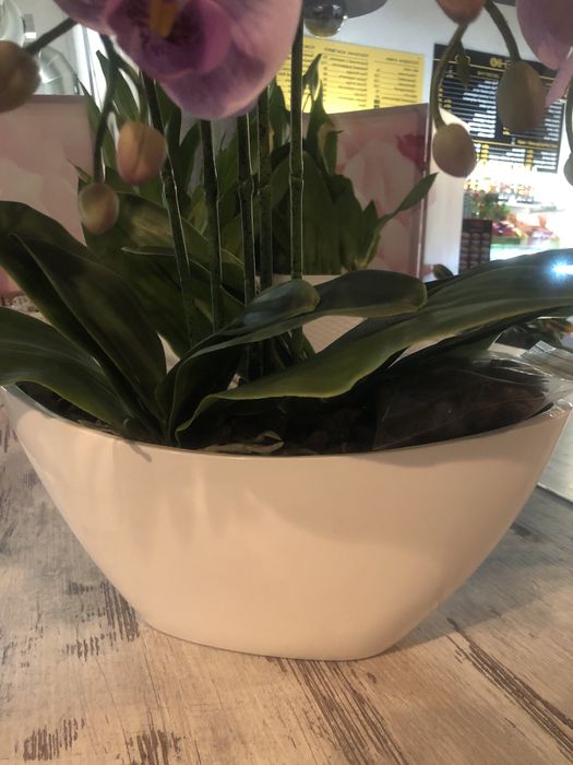 Орхідея латексна в горщику