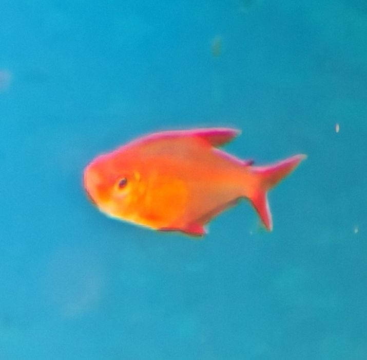 Tetra hyphessobrycon red cherry muzel rarytas Aquafizz Creative el
