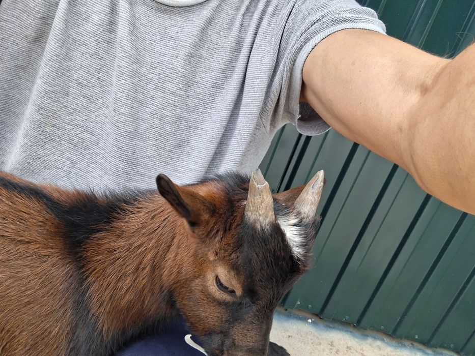 cabrito a pilha criado a mão