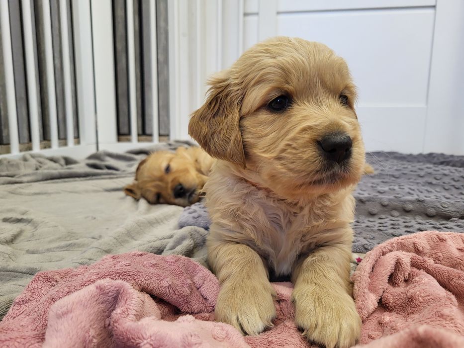 Suczka złota Golden Retriever ZKwP FCI