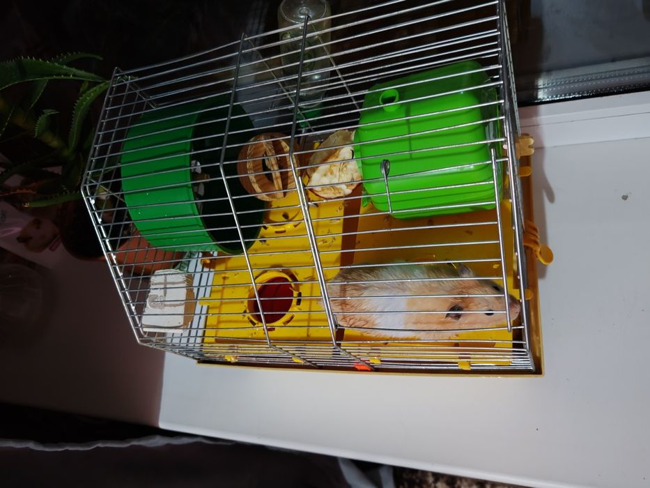 Віддам хомяка хлопчик