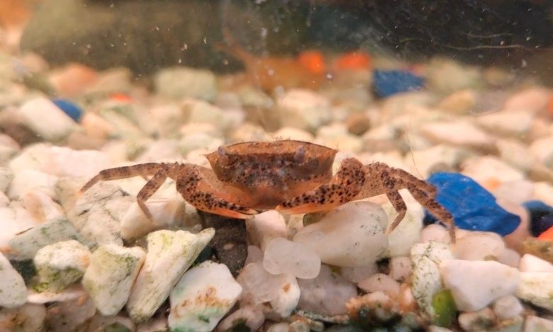 Krab Mekhong sprzedam