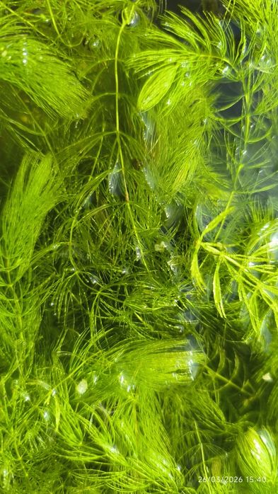Planta aquário ceratophylium