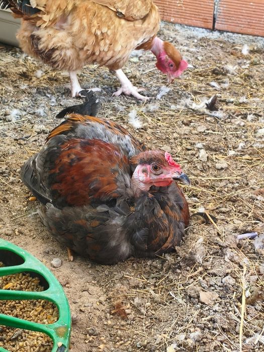 Galinhas Carecas de Carne já em postura e Frangas carecas