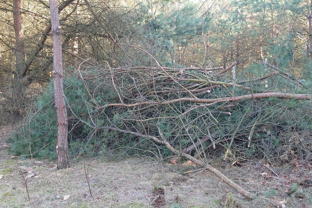 Gałęziówka iglasto-liściasta