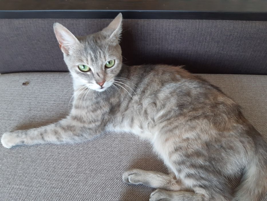 Подарую красуню-кішечку