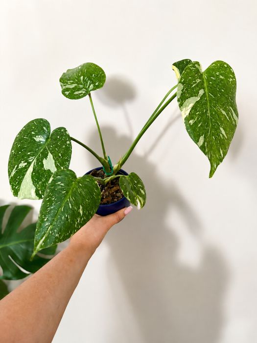 Monstera  THAI constellation