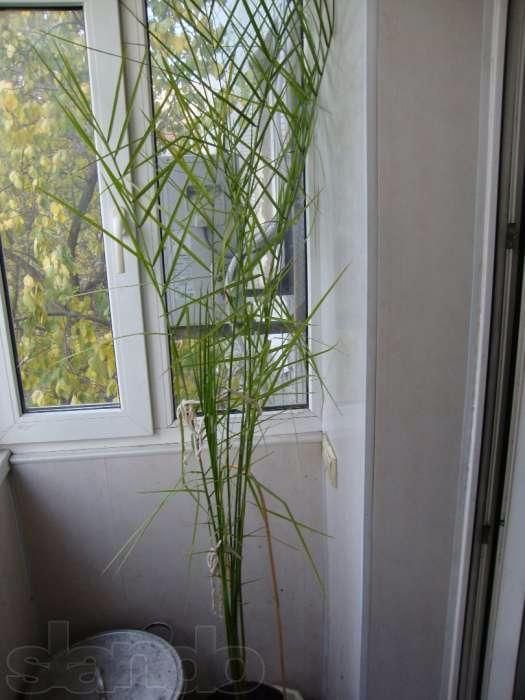 Продам Пальму. Финиковая. Юкка. Драцена.