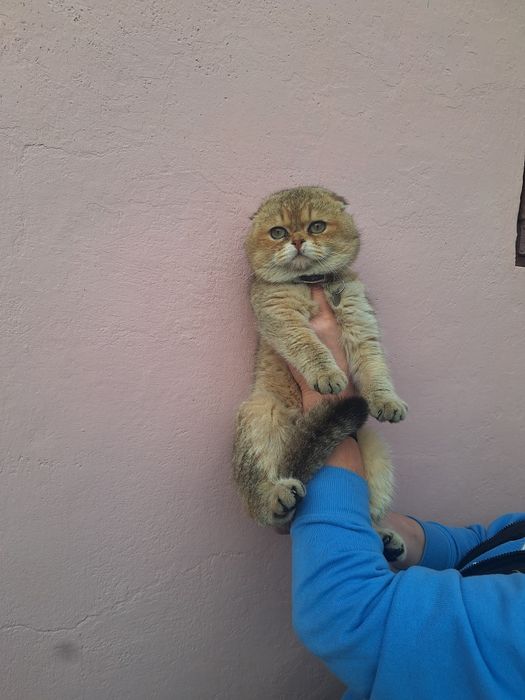 Мимишный золотой мальчик