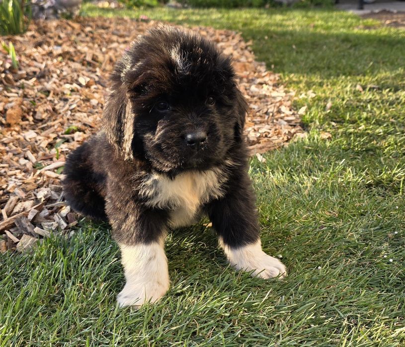 Nowofundland czarno-biały piesek ZKWP FCI