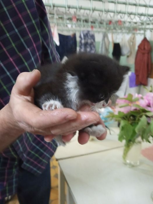 Віддам в добрі руки кошеня