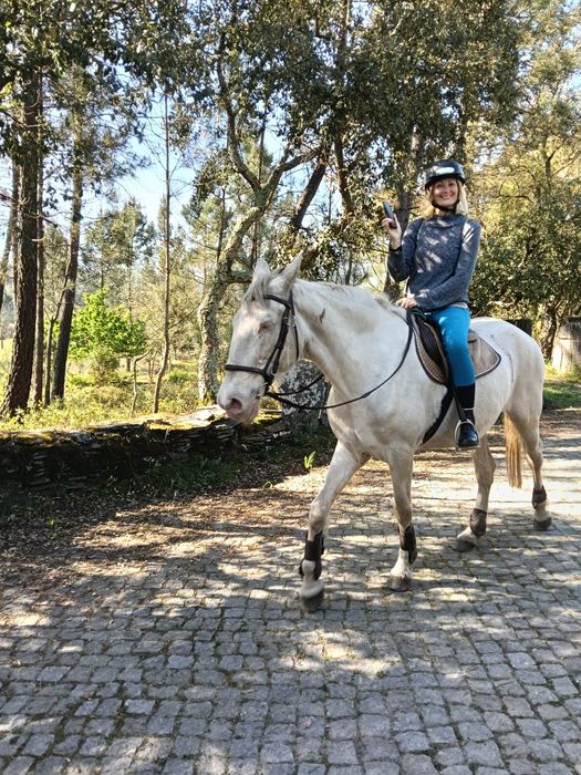 Égua Isabel gestante saltos filha de cavalos lusitanos