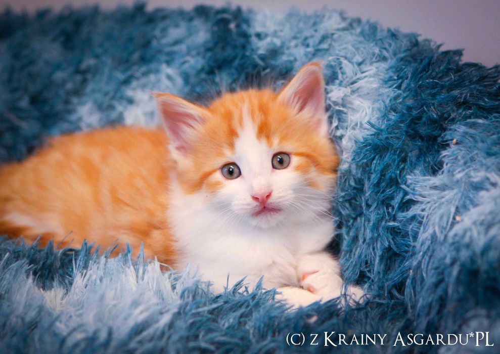 Zappa z Krainy Asgardu*PL - rudo biały księżę norweski leśny