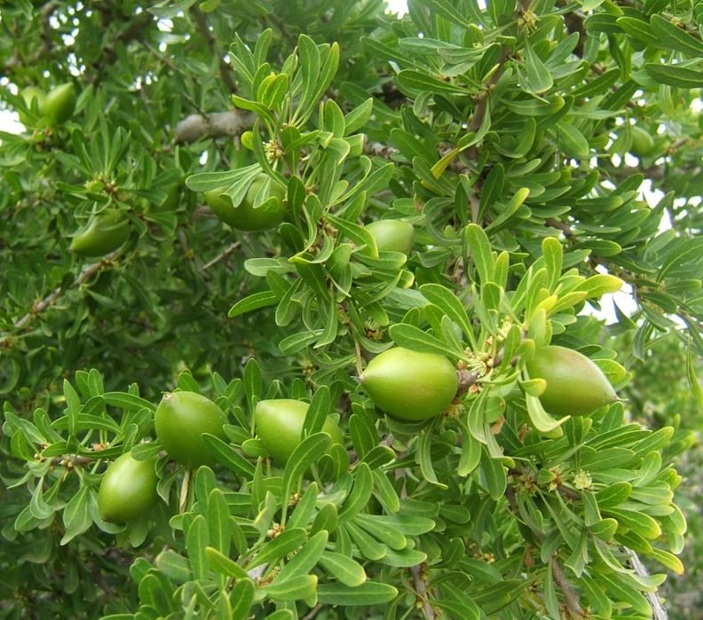 Árvore rara Argão Marrocos