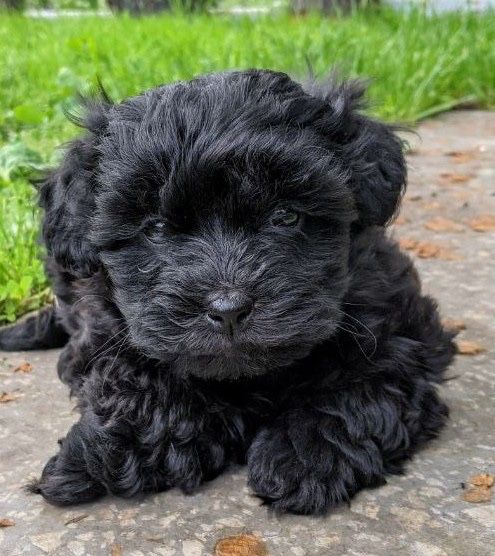 Чудові цуценята shih- poo