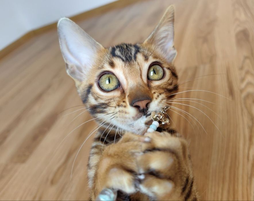 Kotek Bengalski - Rodowód I Piękne