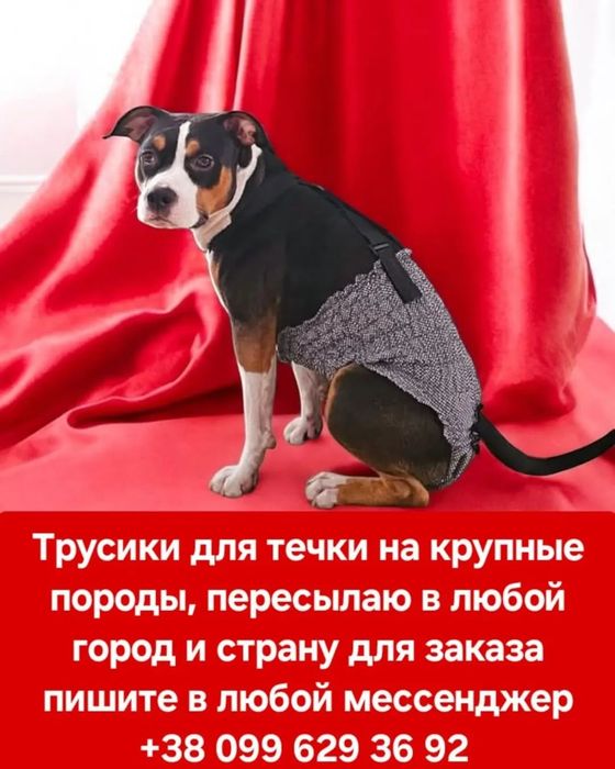 Трусы для собак на подтяжках