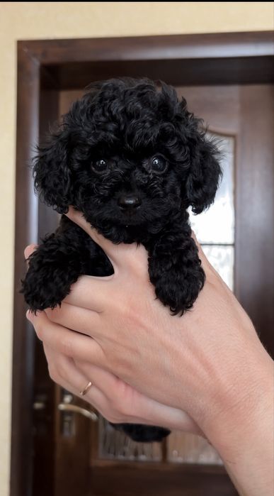 Іграшковий малюк той пуделя