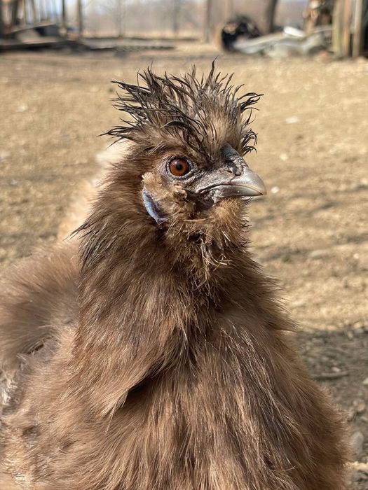 Інкубаційні яйця Китайських шовкових