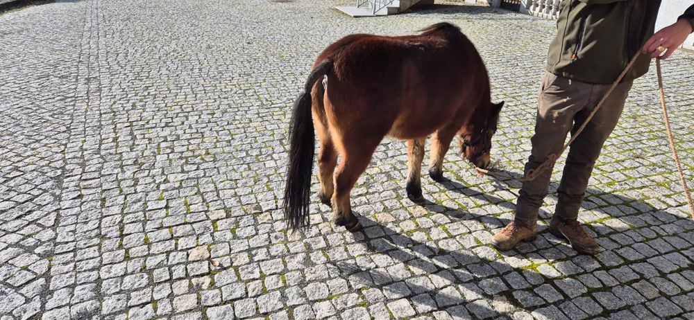 Poni para troca  ou venda