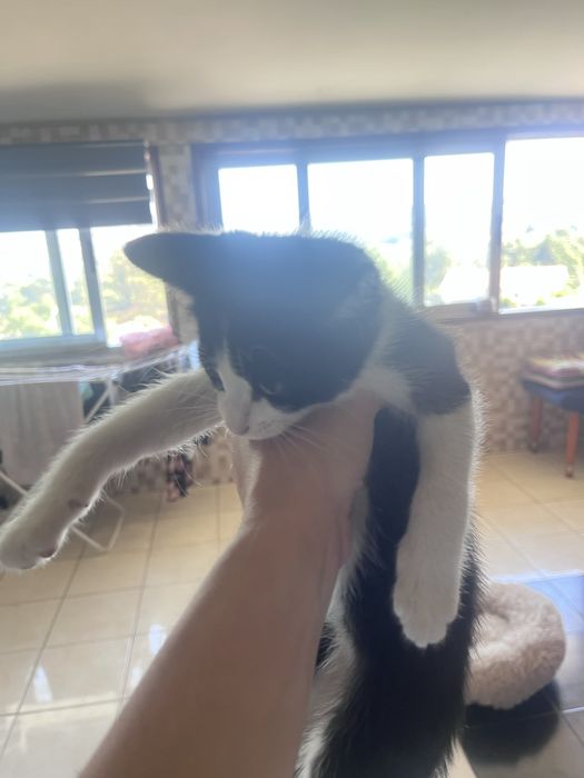 Dou gatinho bebe