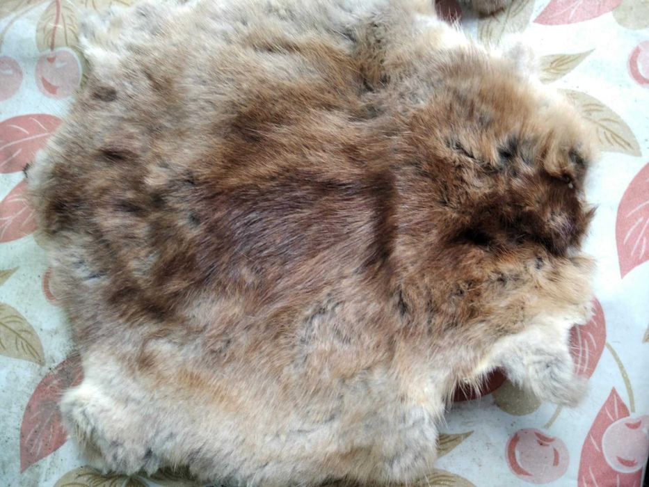 шкурки ондатри вичинені