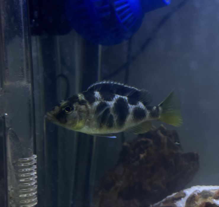 Ciclideo Nimbochromis femea