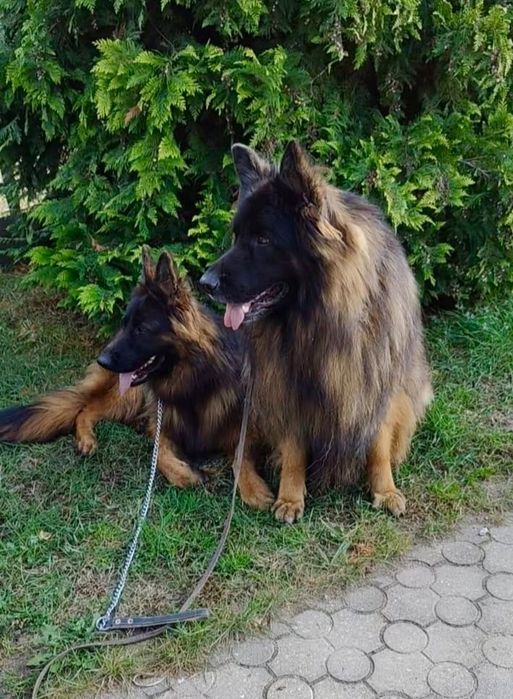 Owczarek niemiecki długowłosy szczenięta owczarki