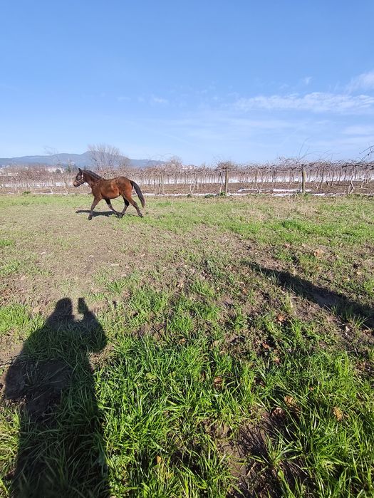 Potra cabalo de boa raça