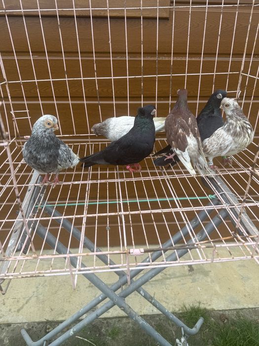 Sprzedam masciuchy 3 pary