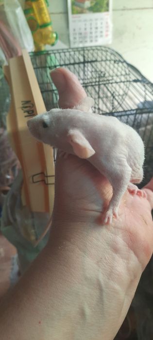 Безшерстна криска сфінкс, дівчинка, щурик