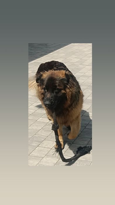 Oddam w dobre ręce owczarka i cane corso
