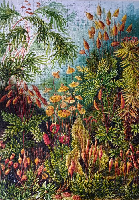 Good Loot Puzzle Imagination 1000 Muscinae Ernst Haeckel